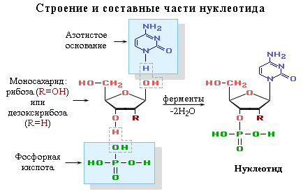 Составные части нуклеотида